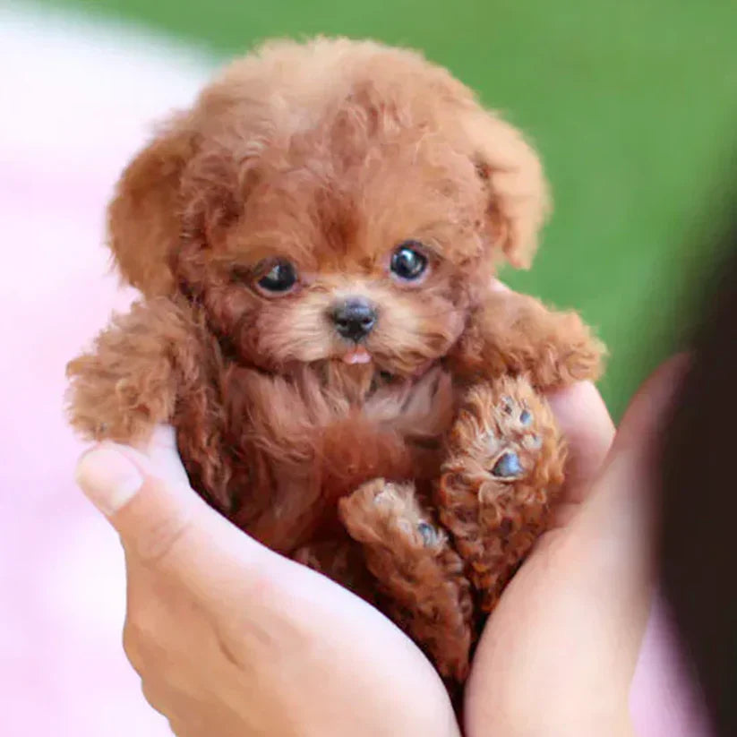 🔥 Last Day Sale Price | Original 𝐑𝐞𝐚𝐥𝐢𝐬𝐭𝐢𝐜 𝐑𝐨𝐛𝐨𝐭 𝐏𝐮𝐩𝐩𝐲🐶 2025