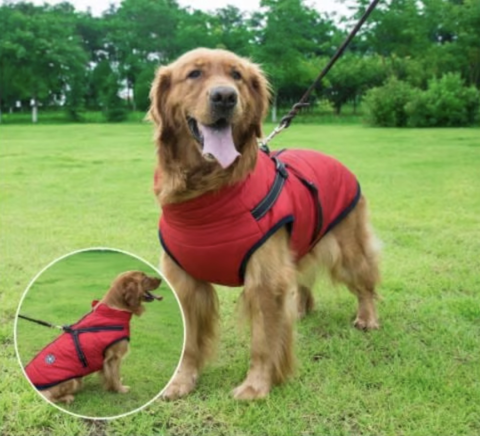 Waterproof Winter Dog Jacket with Built-in Harness