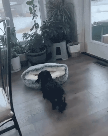 CozyNook Kuschelhöhle für Haustiere