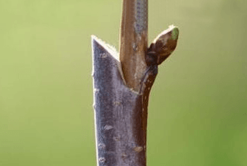 GARDCUT® - Cut, graft and care for your garden easily! - WikiWii
